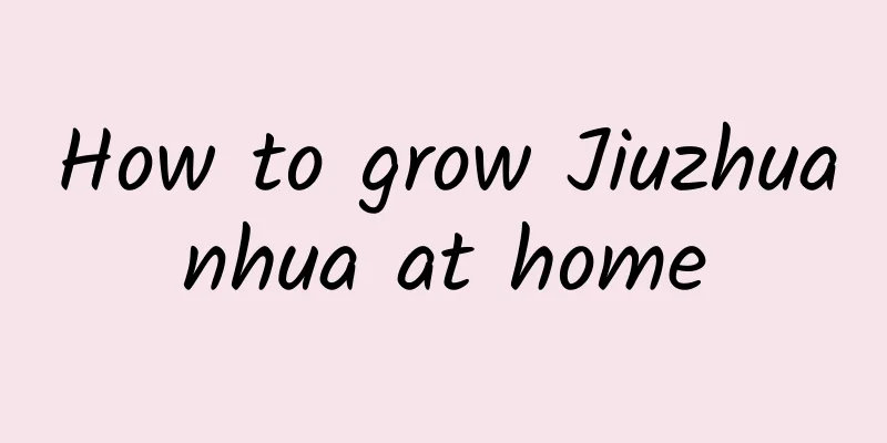How to grow Jiuzhuanhua at home
