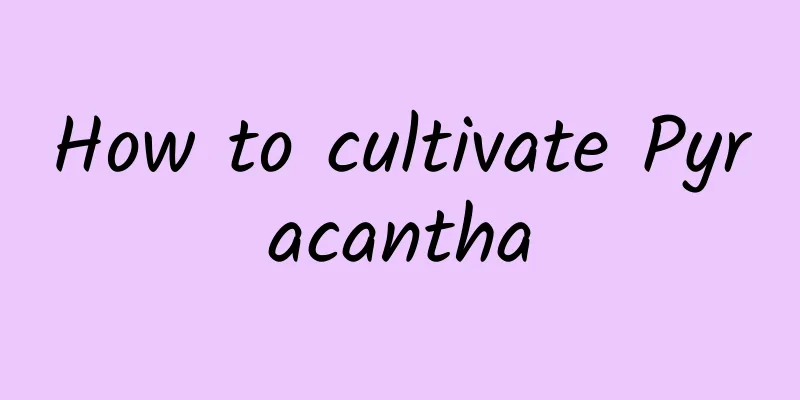 How to cultivate Pyracantha