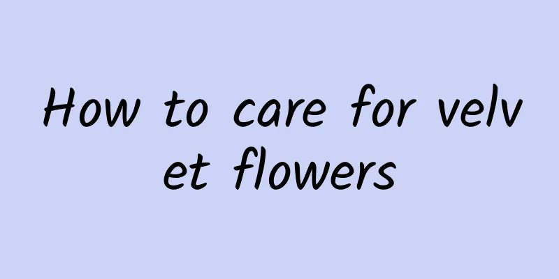 How to care for velvet flowers