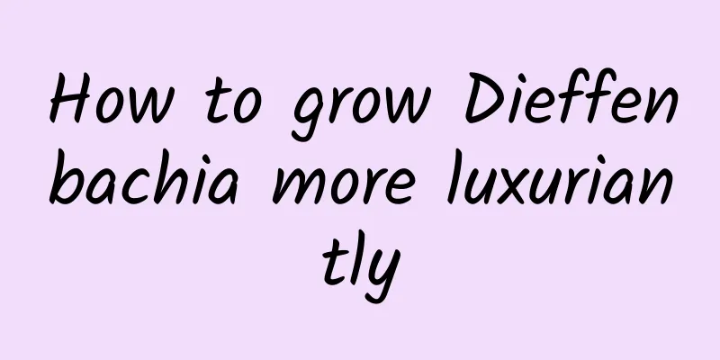 How to grow Dieffenbachia more luxuriantly