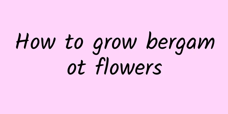How to grow bergamot flowers