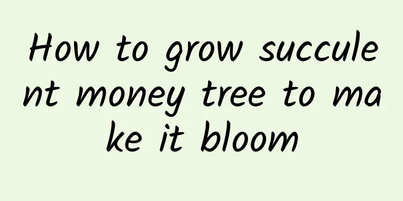 How to grow succulent money tree to make it bloom