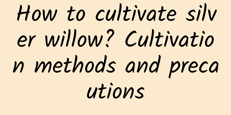 How to cultivate silver willow? Cultivation methods and precautions