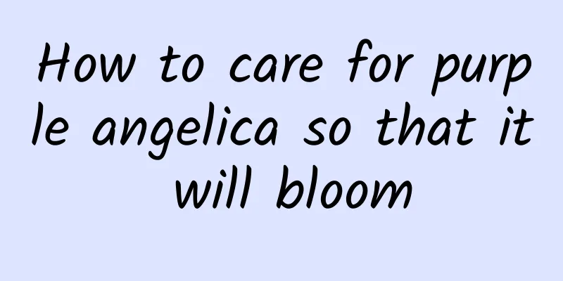How to care for purple angelica so that it will bloom
