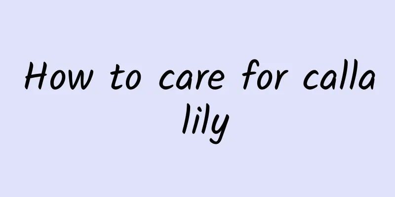 How to care for calla lily