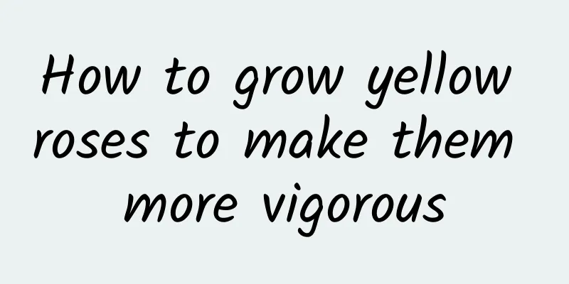 How to grow yellow roses to make them more vigorous