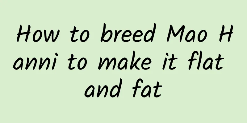 How to breed Mao Hanni to make it flat and fat