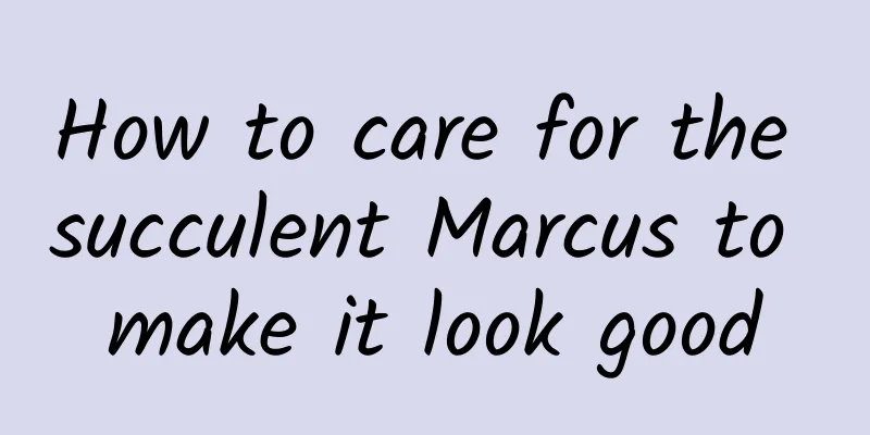 How to care for the succulent Marcus to make it look good