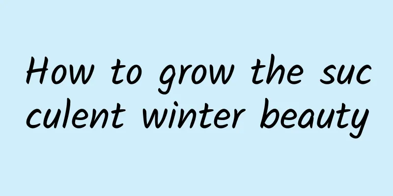 How to grow the succulent winter beauty