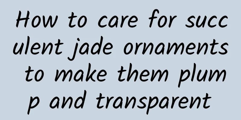 How to care for succulent jade ornaments to make them plump and transparent