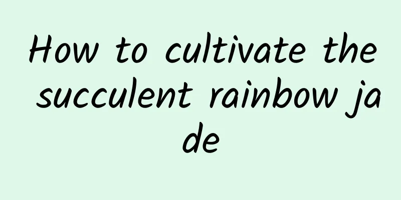 How to cultivate the succulent rainbow jade
