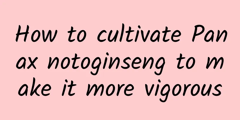 How to cultivate Panax notoginseng to make it more vigorous