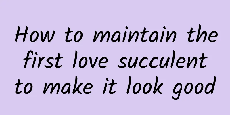 How to maintain the first love succulent to make it look good