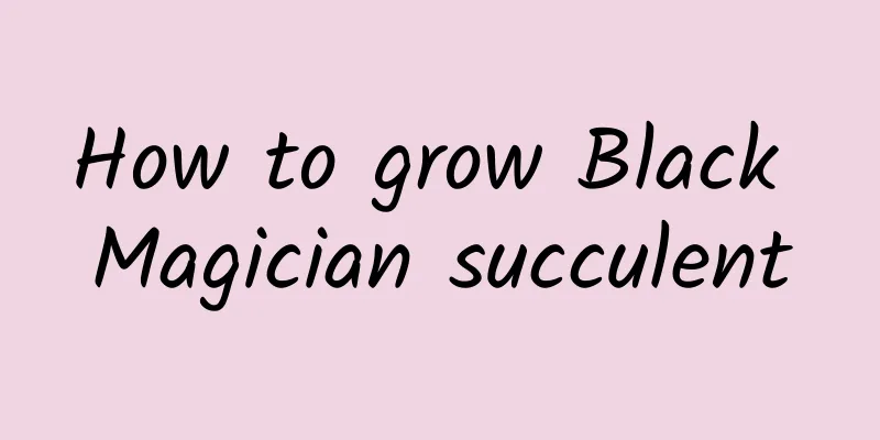 How to grow Black Magician succulent
