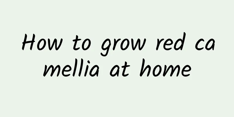 How to grow red camellia at home