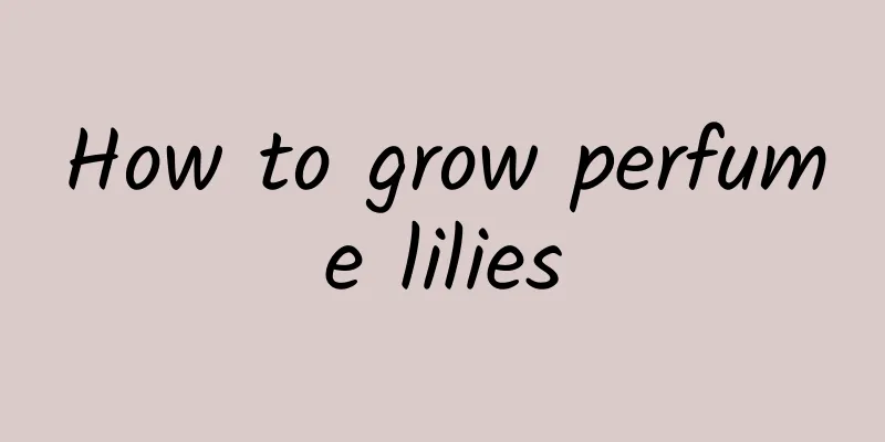 How to grow perfume lilies