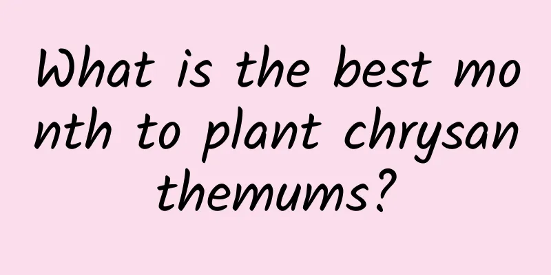 What is the best month to plant chrysanthemums?