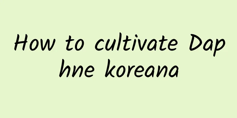 How to cultivate Daphne koreana