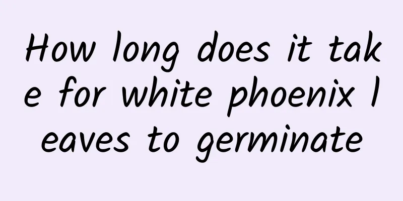 How long does it take for white phoenix leaves to germinate