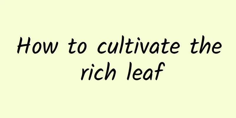 How to cultivate the rich leaf