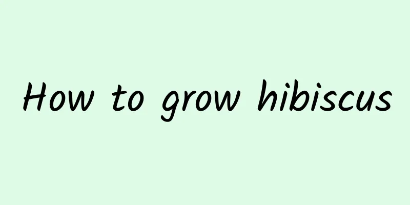 How to grow hibiscus