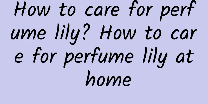 How to care for perfume lily? How to care for perfume lily at home