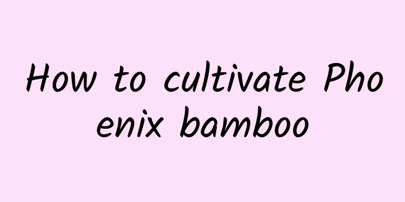 How to cultivate Phoenix bamboo