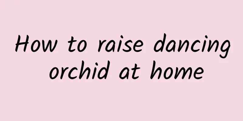 How to raise dancing orchid at home