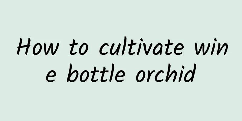 How to cultivate wine bottle orchid