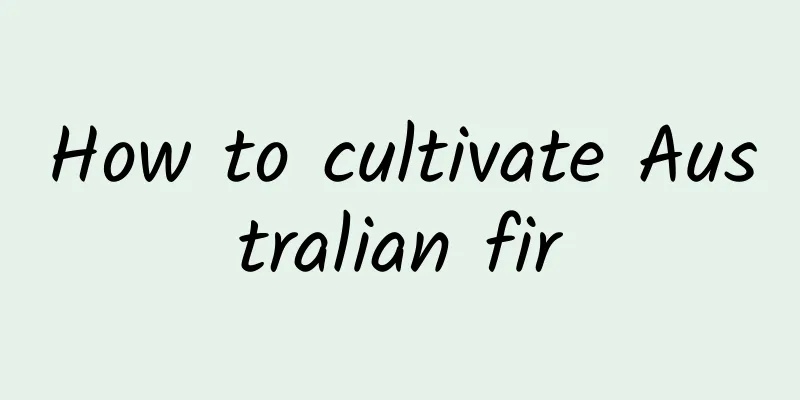 How to cultivate Australian fir