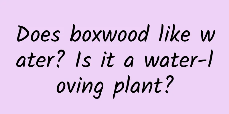 Does boxwood like water? Is it a water-loving plant?
