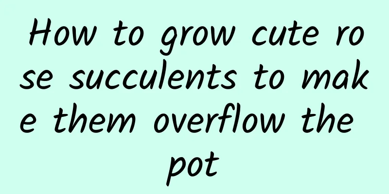 How to grow cute rose succulents to make them overflow the pot