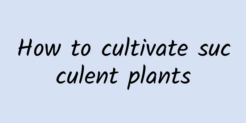 How to cultivate succulent plants