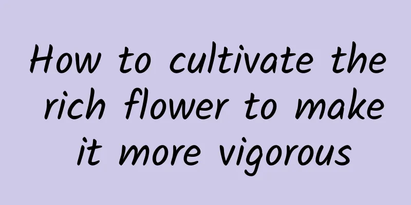 How to cultivate the rich flower to make it more vigorous