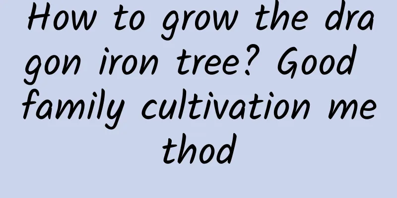 How to grow the dragon iron tree? Good family cultivation method