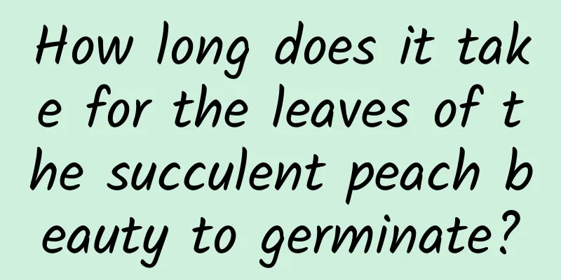 How long does it take for the leaves of the succulent peach beauty to germinate?