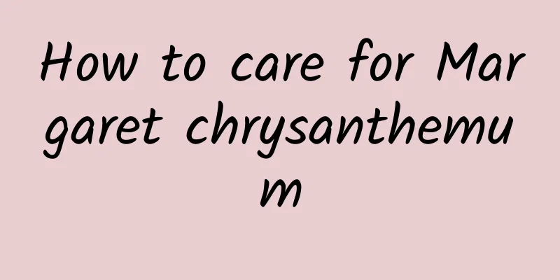 How to care for Margaret chrysanthemum