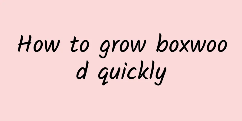 How to grow boxwood quickly
