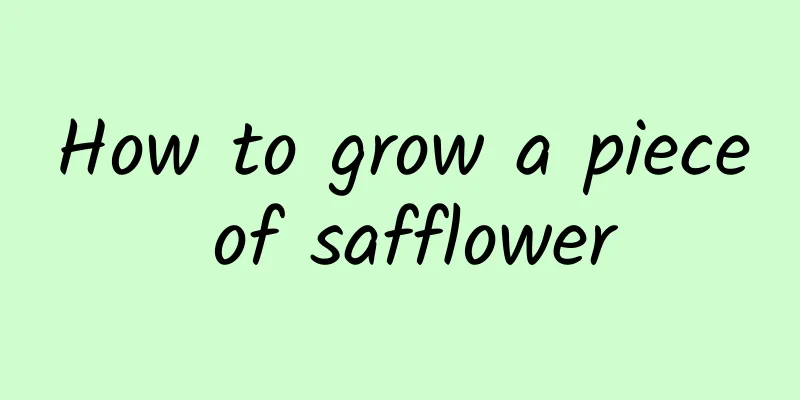 How to grow a piece of safflower