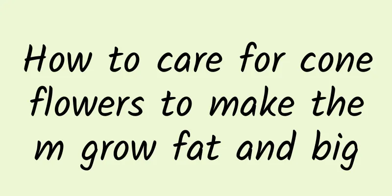 How to care for coneflowers to make them grow fat and big