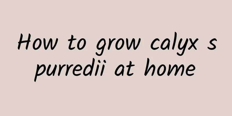 How to grow calyx spurredii at home