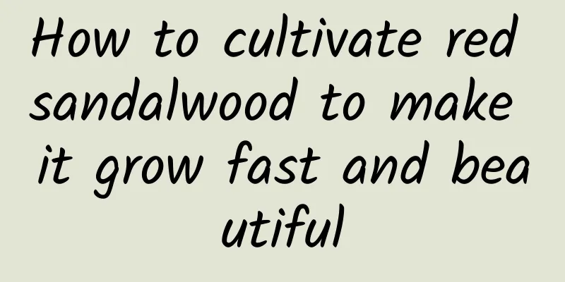 How to cultivate red sandalwood to make it grow fast and beautiful