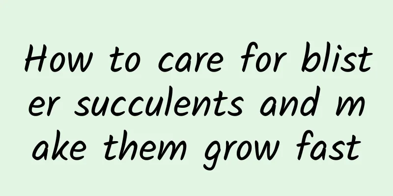 How to care for blister succulents and make them grow fast