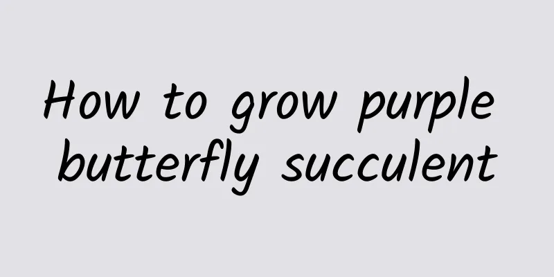 How to grow purple butterfly succulent