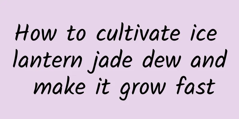 How to cultivate ice lantern jade dew and make it grow fast