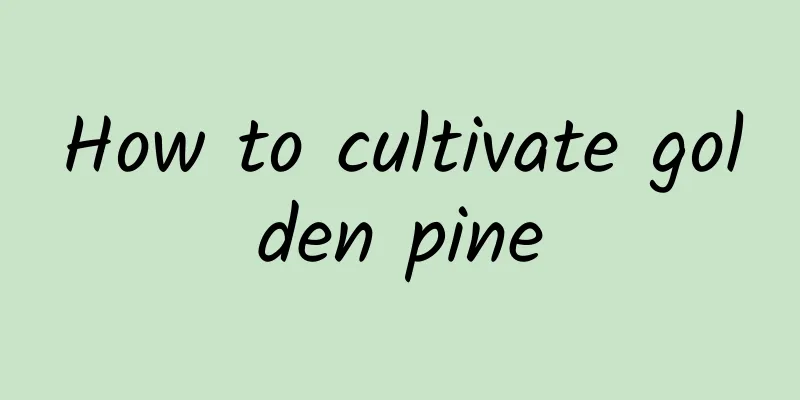 How to cultivate golden pine
