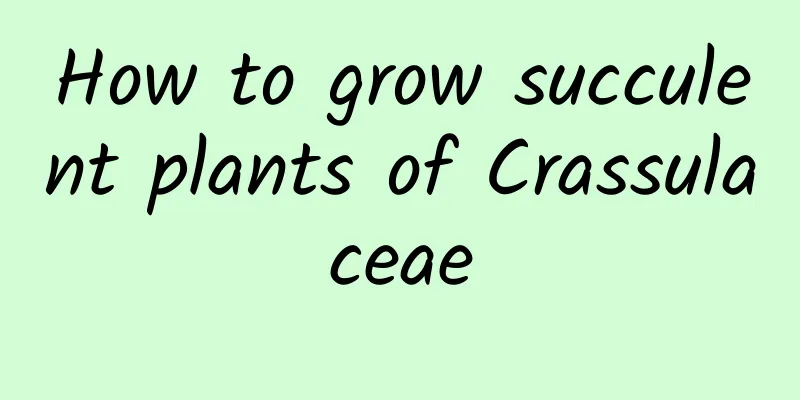 How to grow succulent plants of Crassulaceae