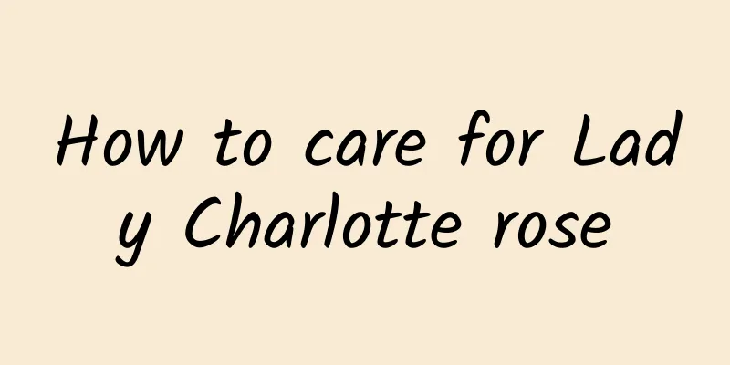 How to care for Lady Charlotte rose