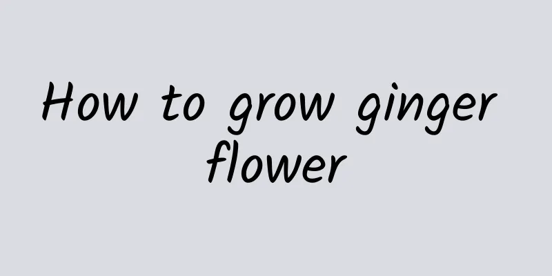How to grow ginger flower