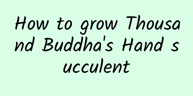 How to grow Thousand Buddha's Hand succulent